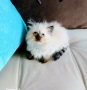 Коте Регдол, снимка 3