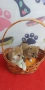 Шиба Ину Shiba inu , снимка 3