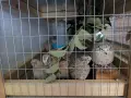 Пъдпъдъчи яйца за консумация или инкубация, снимка 9