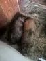 Виетнамски прасета , снимка 6