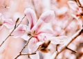 Sigma 18-200mm f/3.5-6.3 DC OS HSM обектив Никон, снимка 5