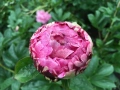 Paeonia ‘The Fawn’ / Божур „Еленчето“, снимка 4