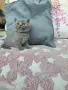 Продавам британски късокосмести котета, снимка 8