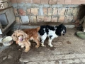 Кокер шпаньол, снимка 5
