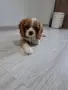 Кавалер кинг чарлз, снимка 2