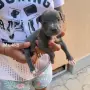 Сини питбулчета , снимка 7