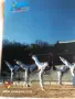 Корейски падове за мишка – традиционна кухня и таекуондо „Visit Korea Year 2010–2012“, снимка 9