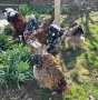 Разплодни яйца от Порцеланови брами, снимка 3