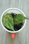 Филодендрон- Philodendron Hederaceum Variegata, снимка 3