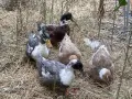 Разпродажба на патици, каки кембъл, каюга, пекински, и други пернати кокошки и други, снимка 5
