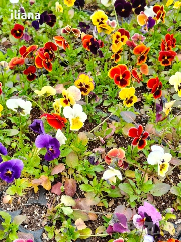 Продавам теменужки, снимка 9 - Градински цветя и растения - 54018865