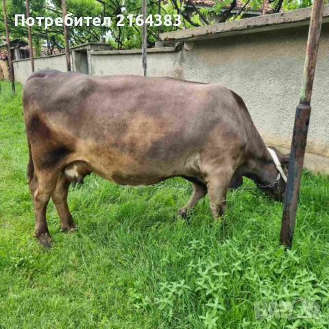 Продава се крава/бременна в 9 мес/