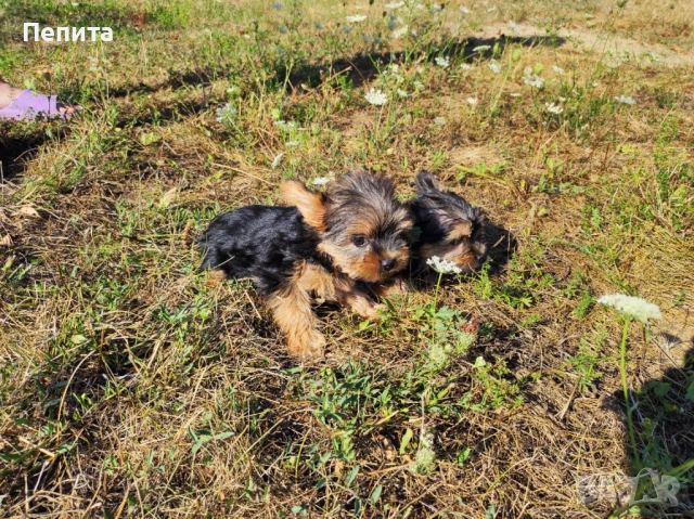 Мини йоркширски териер, снимка 3 - Йоркширски териер - 54199648