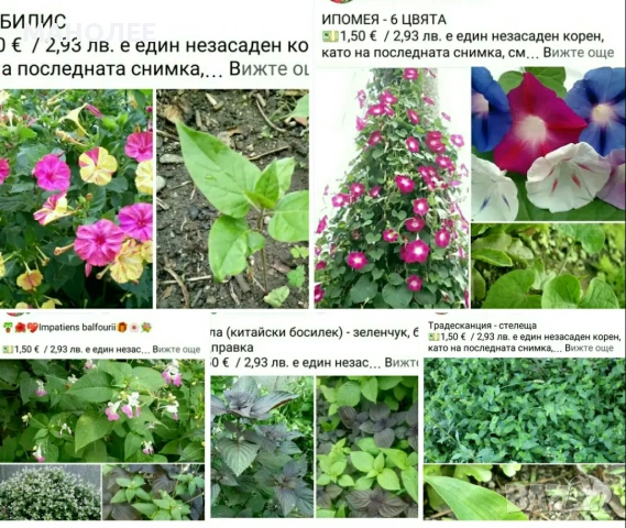 🪻🪴🪷🎁5 вида градински цветя❄️☃️ -