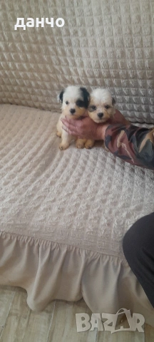 Болонки, снимка 7 - Болонка - 54182666