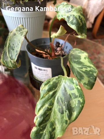 Philodendron Gloriosum Snow Leopard (rare), снимка 3 - Стайни растения - 54562906