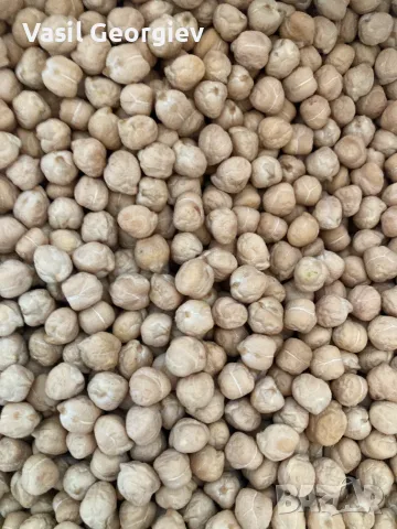 продавам нахут реколта 2026 г., снимка 2 - Пчелни продукти - 55449099