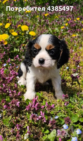 Момче кавалер Кинг Чарлз Шпаньол 