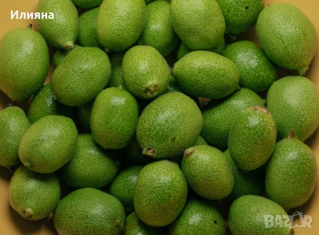 Коприва,Лапад,Лайка,Лозови листа,Маточина,Розмарин,Песто,Дива Ягода,Бъз цвят,Самардала,Мащерка,Джанк, снимка 16 - Сортови семена и луковици - 44686395