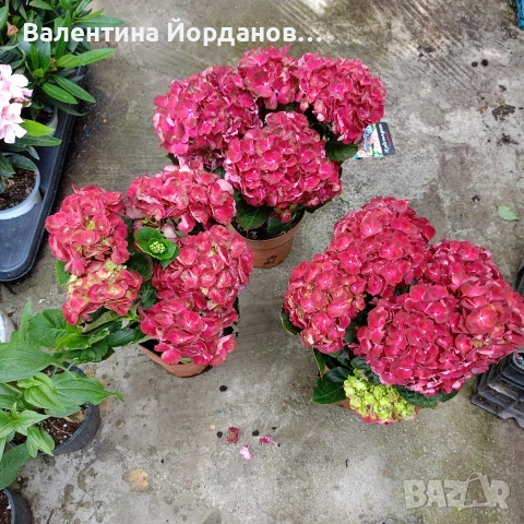 хортензия ред рубин 
