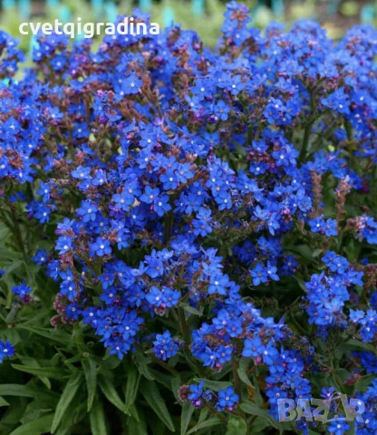 Anchusa ‘Blue Angel’ (Анхуза Син ангел), снимка 2 - Градински цветя и растения - 54395233