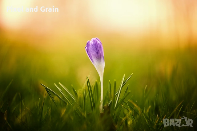 Tamron AF 60mm f2 SP Di II Macro EF-S обектив Канон, снимка 10 - Обективи и филтри - 54148050