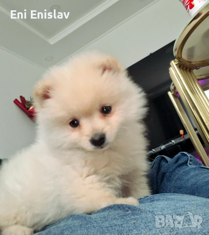 Померан шпиц на 2 месеца момиче