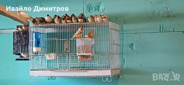 Зеброви амадини , снимка 2 - Амадини - 54673482