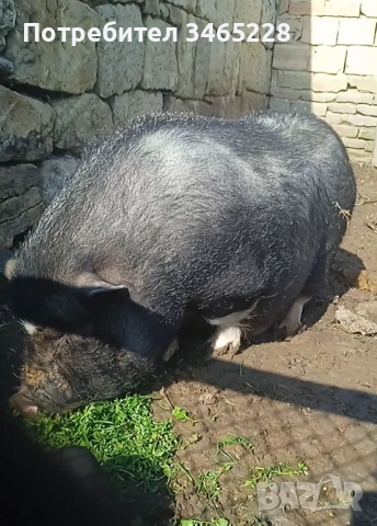 Виетнамски прасенца , снимка 2 - Прасета - 54022077