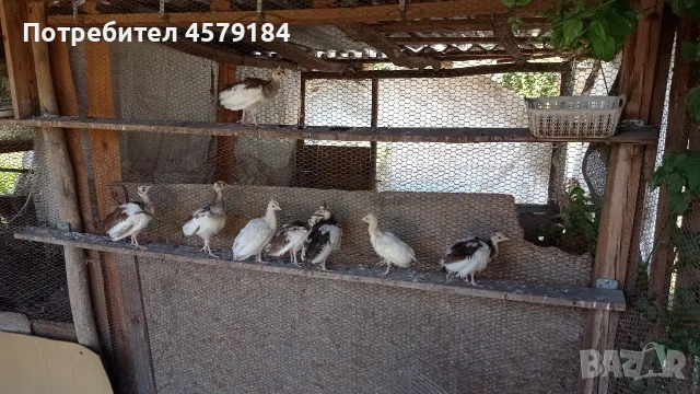 паунчета арлекини , снимка 4 - други­ - 55426793