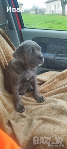 Cane Corso Italiano, снимка 8 - Търси партньор - 53836498