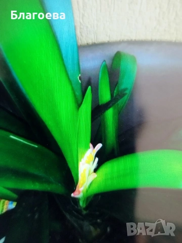 Кливия оранжева 2 големи растения, снимка 2 - Стайни растения - 47075644