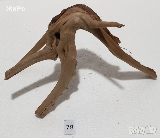 Корен от Азалия /декорация/ 78, снимка 5 - Други - 54102621