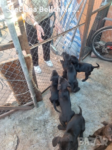 Продавам Кане Корсо, снимка 3 - Кане корсо - 54278276