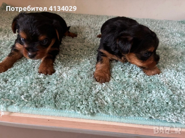 Доставка две мъжки йорки обезпаразитени и ваксинирани .