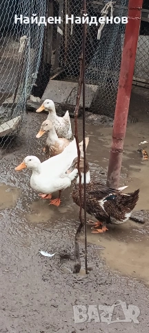 продава крякащи патки 3бр.
