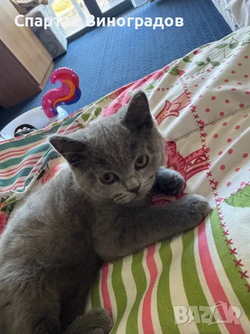 Котенок Шатланский вислоухий 4 месяца, снимка 3 - Британска късокосместа - 55392191