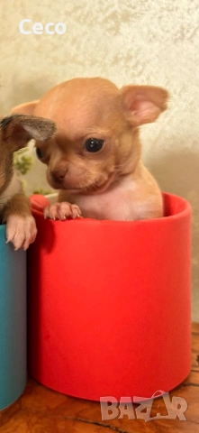 Бебета Чихуахуа, снимка 4 - Чихуахуа - 54077368