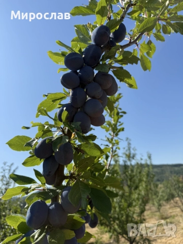 Сини сливи от производител