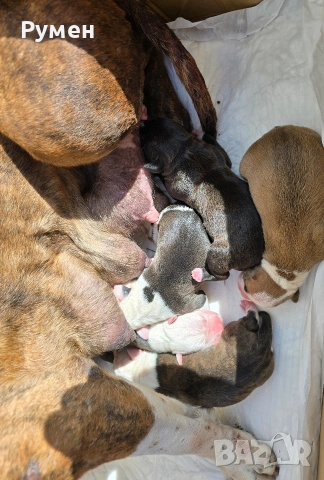 Американски стафордшир териер , снимка 12 - Американски стафордширски териер - 54059702