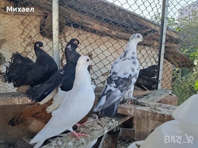 Продаам Гълъби руски кабаци, снимка 5 - Гълъби - 55427022