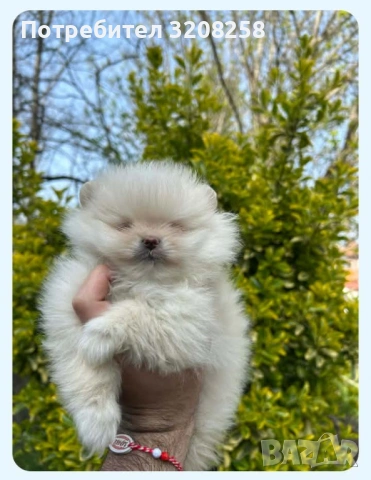 ПОМЕРАН/ПОМЕРАНИ, снимка 3 - Померан - 54114600