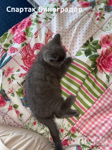 Котенок Шатланский вислоухий 4 месяца, снимка 7 - Британска късокосместа - 55392191