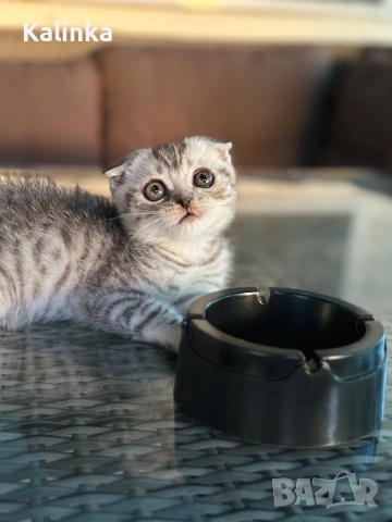 Мъжко шотландско клепоухо сребърно котенце , снимка 18 - Други - 55096948