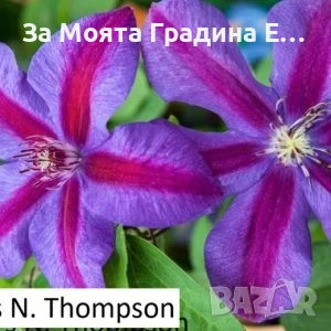 Клематис 33 вида , снимка 10 - Градински цветя и растения - 54019855