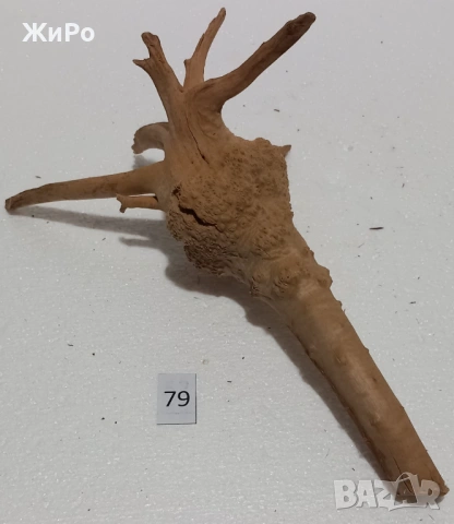 Корен от Азалия /декорация/ 79, снимка 2 - Други - 54102623