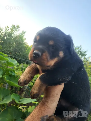 🐶 Свободни са 2 женски и 1 мъжко кученце. с по 1 ваксина, снимка 7 - Ротвайлер - 55424016
