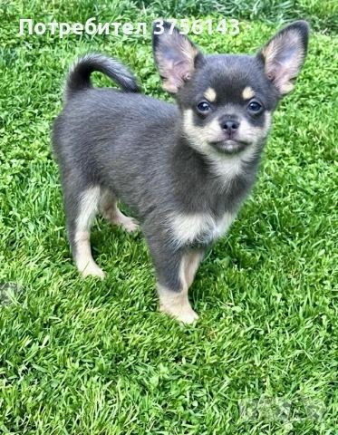 Топ Мъжко Чихуахуа Синьо с кафяво