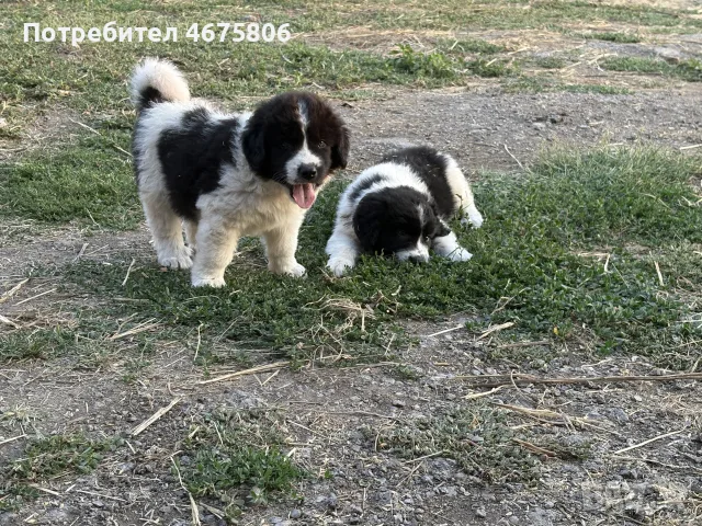 Български  овчарски кучета, снимка 3 - Каракачанска овчарка - 55533549