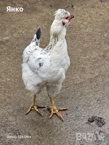 Петли, снимка 8 - Кокошки и пуйки - 52912712